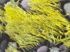 Seeanemonen